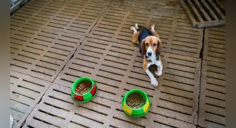 Турция забранява продажбата на кучета в зоомагазини