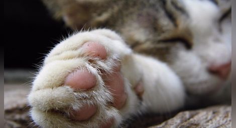 Рязането на ноктите на котките ги прави болнави и агресивни