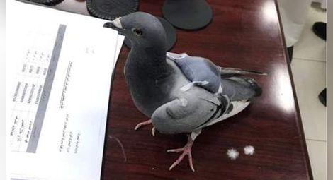 Заловиха гълъб-наркотрафикант в Кувейт 
