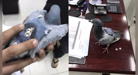 Заловиха гълъб-наркотрафикант в Кувейт 