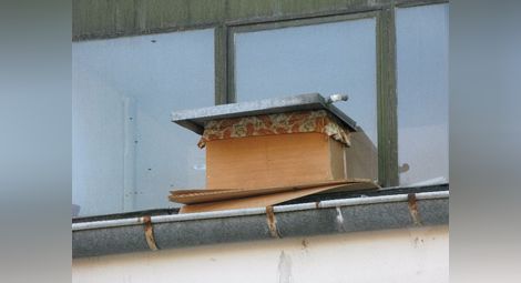 Скован сандък от плоскости с рой пчели изправи косите на жителите във вход А на блок на ул.“Борисова“ 63.  Снимка:Красимир СТОЯНОВ
