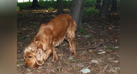 Търсачи на трюфели похитиха специално обучено куче