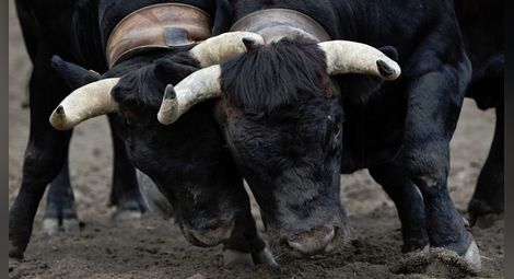 Британски учен и бизнесмен бе убит от крави