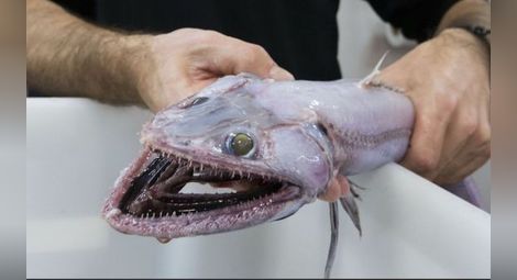 Зъбато "чудовище" е най-дълбоководният съвременен хищник