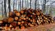 Над 81 000 кубика дърва за огрев са предоставени на физически лица в обхвата на „Северноцентрално държавно предприятие“ ДП – Габрово от началото на годината
