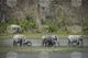 Популацията на слоновете в Индия е намаляла с една четвърт за осем години