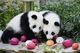 Зоопарк във Франция се сбогува с две големи панди, които се „пенсионират“ и завръщат в Китай