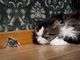 Котките ужасяват мишките чрез урината си