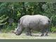 Бял носорог се роди в Националния зоопарк на Куба 