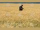 Украйна: 40 тона зърно са били унищожени при руска атака