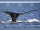 Още един кит навлезе в река Сена