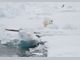 Жена бе нападната от полярна мечка в норвежкия архипелаг Свалбард