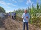 Добивите от царевица се очаква да бъдат 500-600 кг/дка, прогнозира земеделец от Разградско