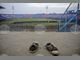 Най-малко 174 са вече жертвите на трагедията на футболен стадион в Индонезия
