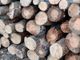 Полицията иззе над 13 кубични метра незаконни дърва от фирмен склад в белоградчишкото село Рабиша