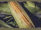 Аржентинската борса отново намали прогнозите за реколтата от соя и царевица