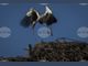 Щъркели зимуват в Испания и се хранят с отпадъци
