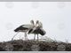 Защо белият щъркел е сред любимите ни птици, разказа за БТА природозащитникът Свилен Чешмеджиев