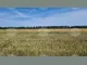 Над 1,2 млн дка са засетите площи с пшеница за тази стопанска година в област Добрич