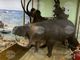 Хипопотам, алпийски козирог и черна антилопа очакват посетителите на Регионалния природонаучен музей в Пловдив