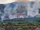 Горите, засегнати от пожара при село Елшица, ще бъдат възстановени, съобщава земеделското министерство