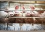 Европейската комисия облекчи режима на търговия със свине в част от България