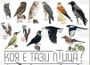 Националният природонаучен музей при БАН ще отбележи Международния ден на птиците утре