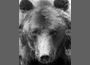 Паркът за мечки край Белица се сбогува с 33-годишния мечок Чарли